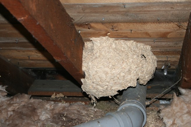 larger of the wasp bikes