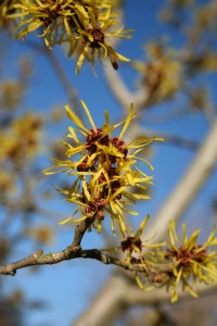 Witch hazel flower 