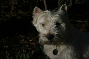 Lennie, the hardest dog ever to photograph.