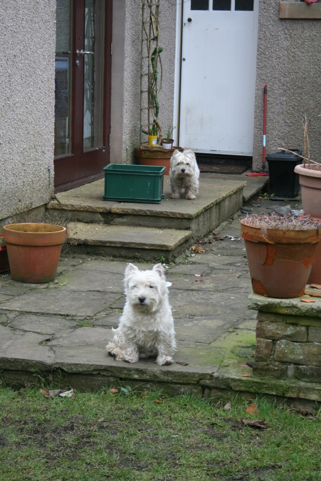 Lennie surveying his patch