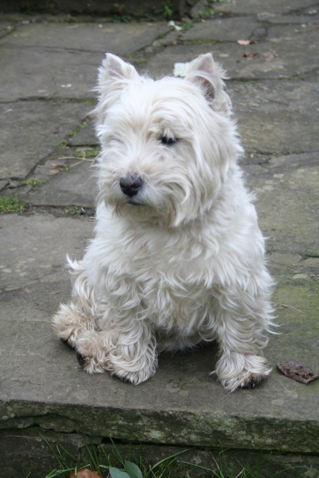 Lennie looking out for squirrels