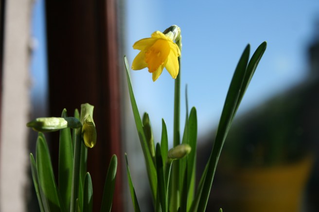tiny daffodil