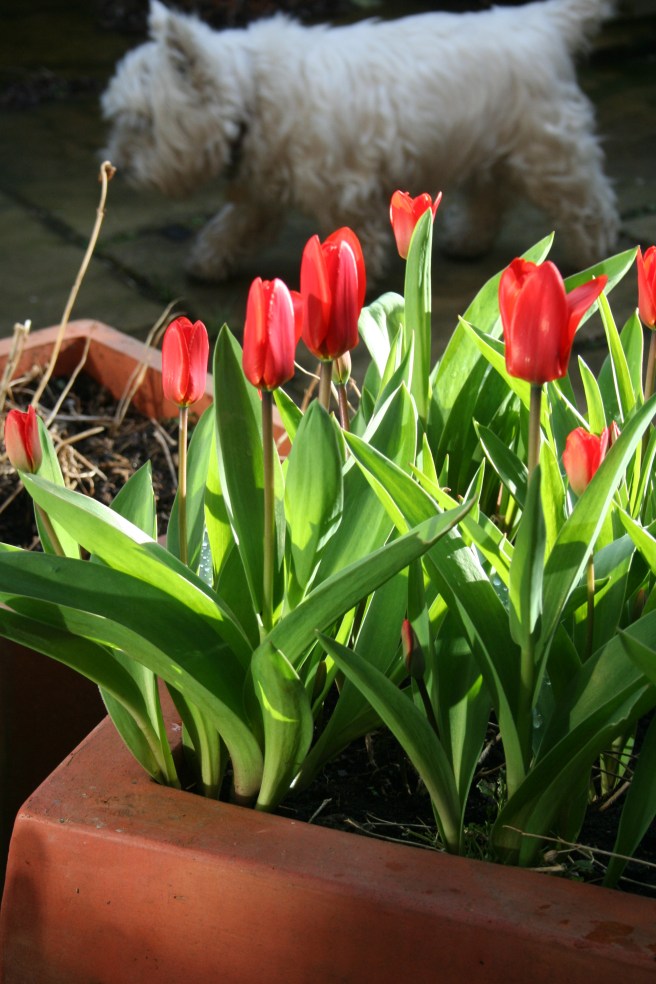 tulips and Lennie on a mission