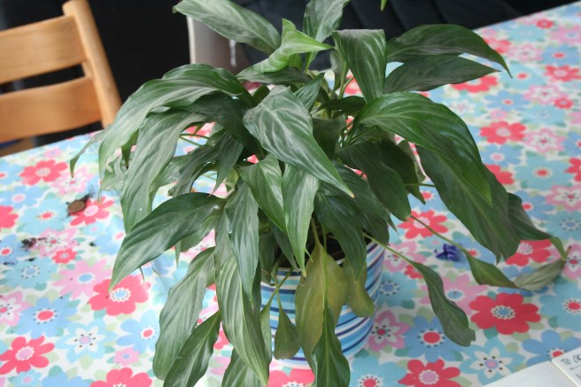 rescued from dust and debris