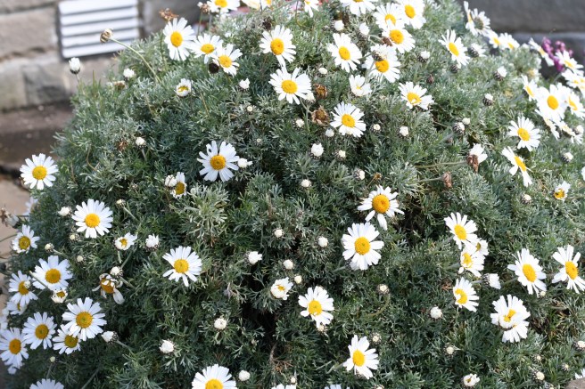 our welcome daisies at the front door.