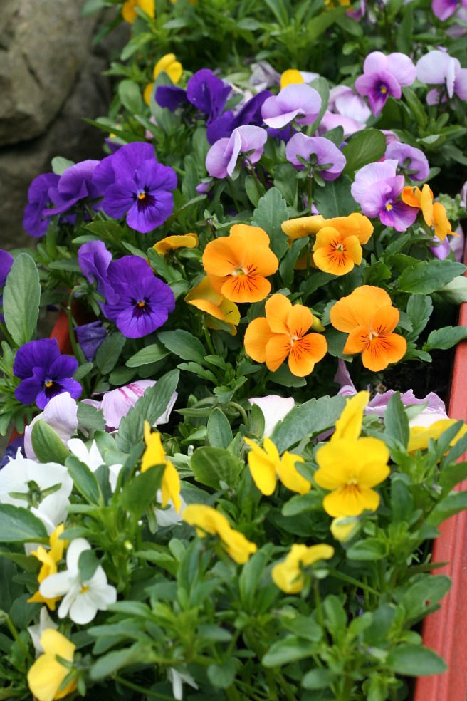 pretty pansies
