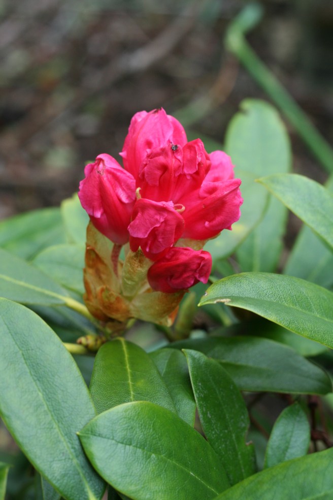 rhododendron