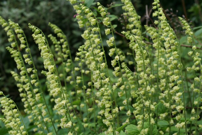 blowing in the wind, lots of bells, not sure what these are