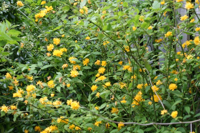 the last few batchelor's buttons