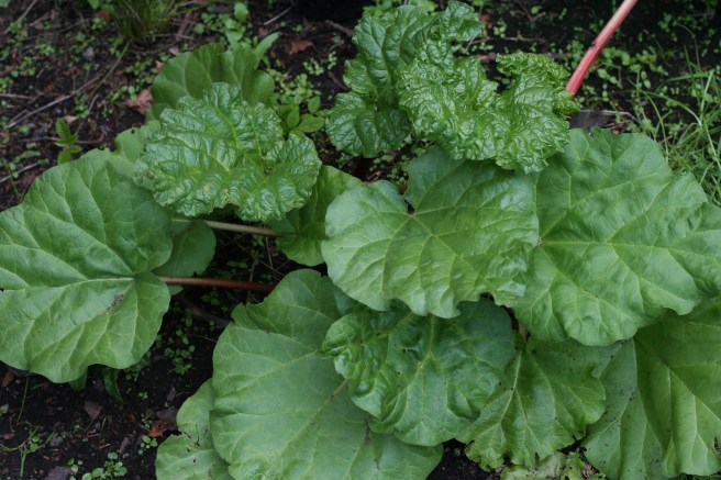 rhubarb - promise you'll get some this year, Saran