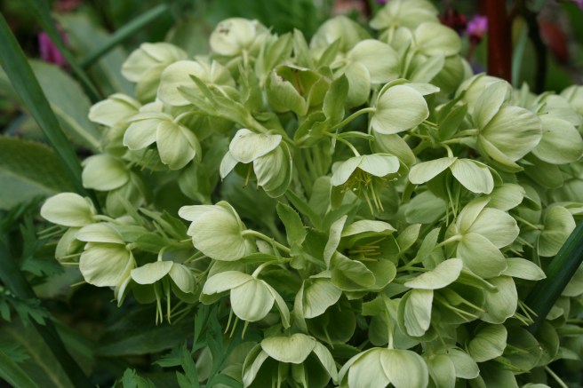 some type of hellebore?
