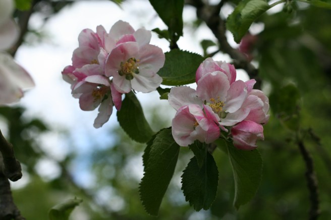 apple blossom