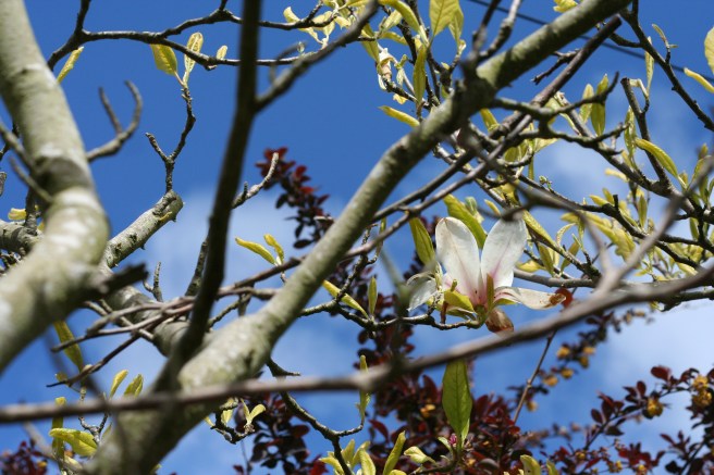the magnolia did flower despite my serious prune last year