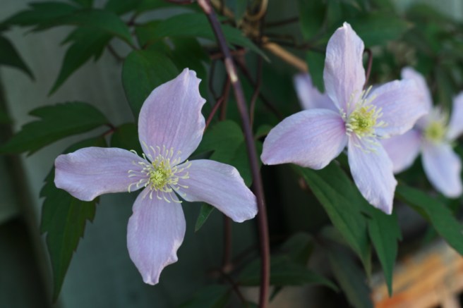 clematis