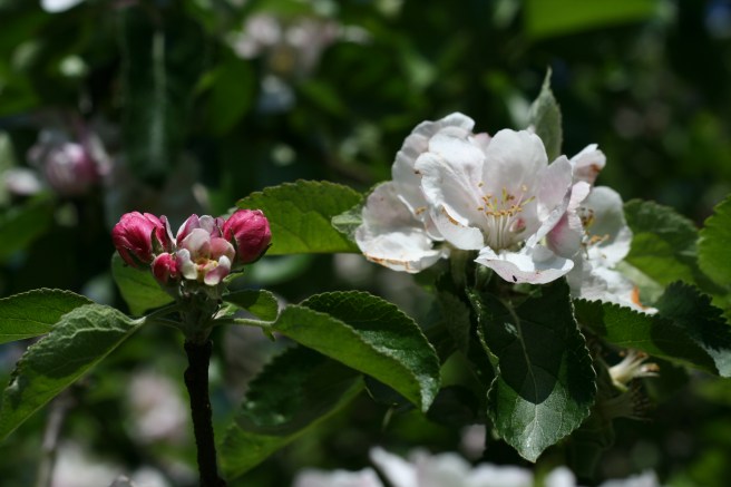 apple blossom