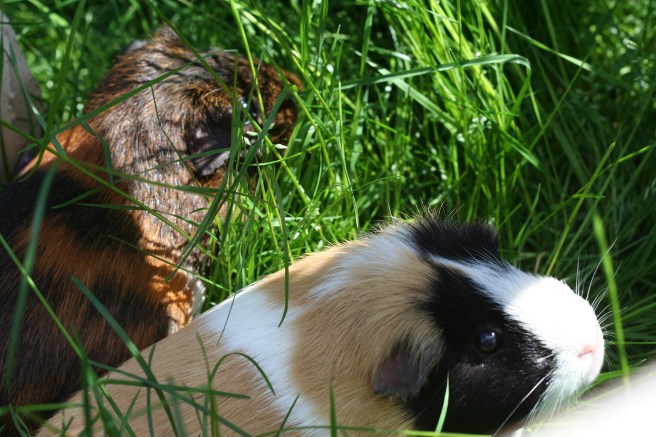 Guineas in the long long grass