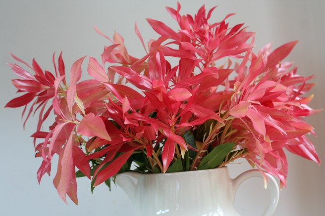 these bright leaves are everywhere in Edinburgh at the moment, must be a bumper year for them.