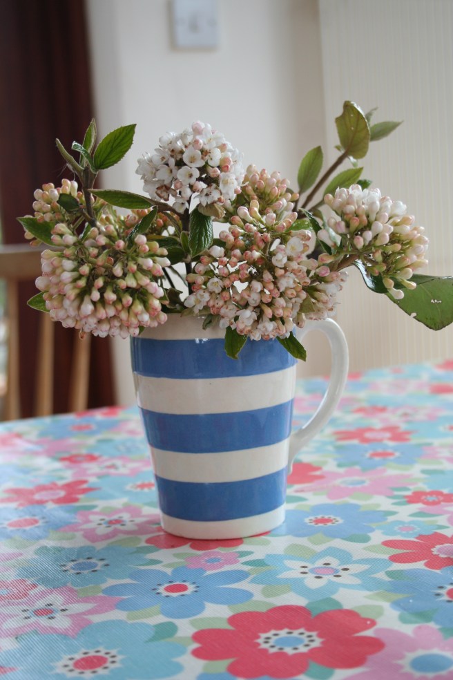 viburnum burkwoodi 006