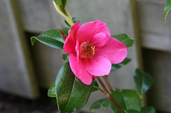 camelia at last, the only flower ever!