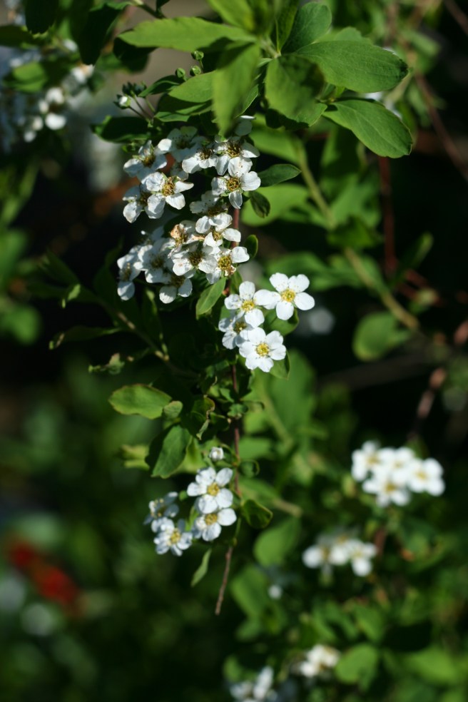 not sure what this one is