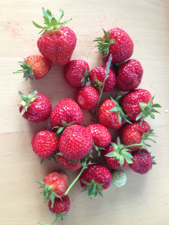 picked from my friend's garden this evening