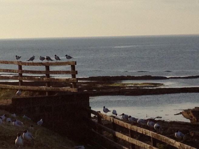 view from Seahouses