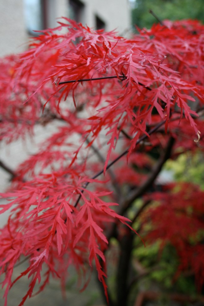 Japanese Maple or Acer