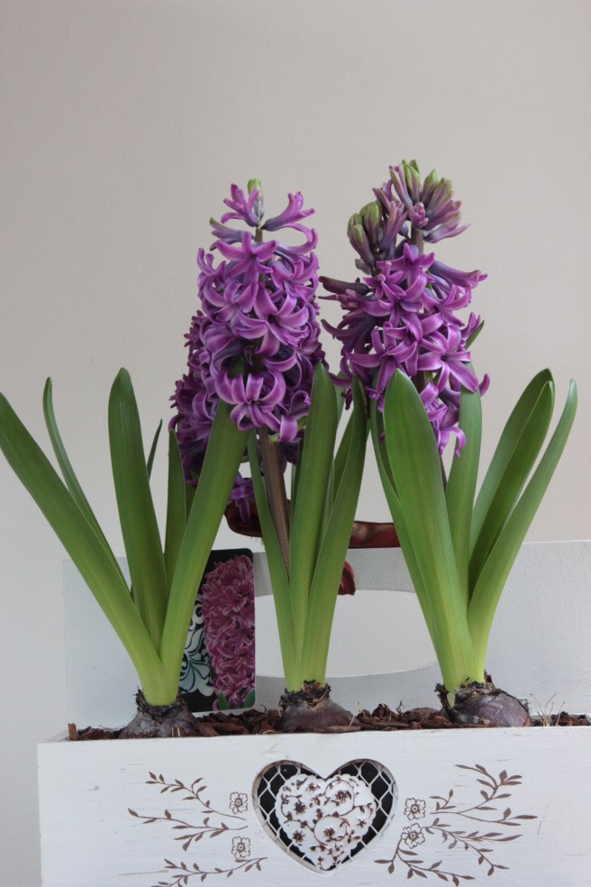 These were given to me before Christmas, the vivid colour and whiff of perfume is so welcome at this dull time of year.