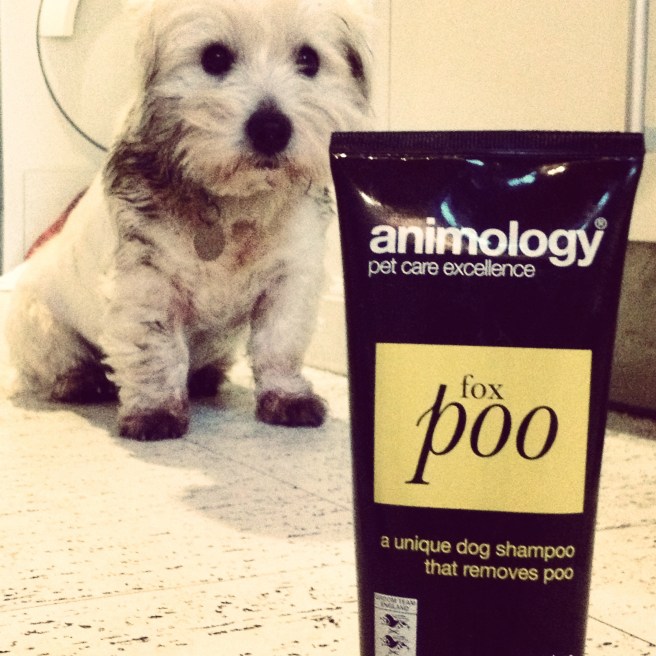 just as well my sister bought the dogs this luxury shampoo
