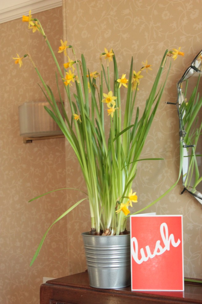 I have pots of daffodils everywhere at the moment - cost so little and give so much joy