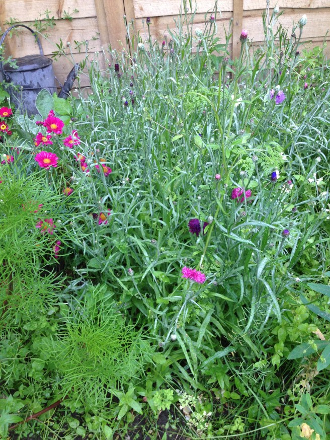 bloomin cornflowers - or nearly, I've chopped all the ones in bloom for the posy