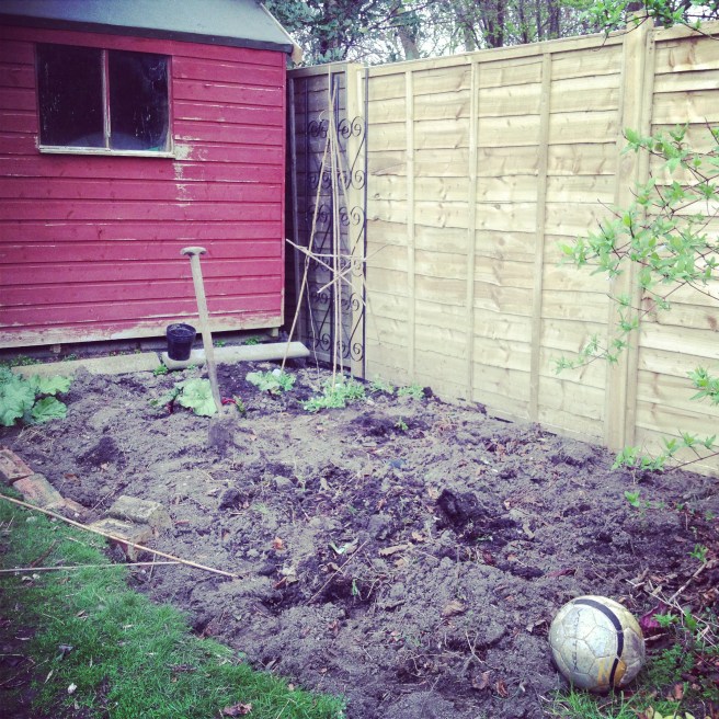 the patch ready for planting