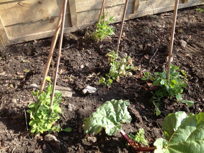 teeny tine sweet peas